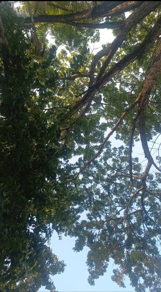 Brenda de Carvalho Mar