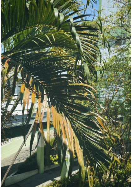 MIQUÉIAS ARAUJO DE SÁ